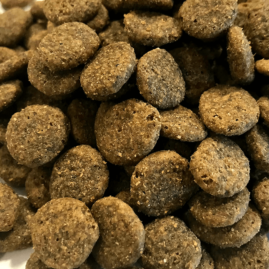 salmon grain free dog food