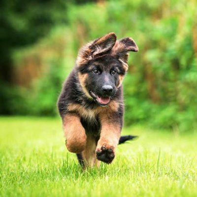 Alsatian Puppy