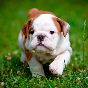 bulldog puppy