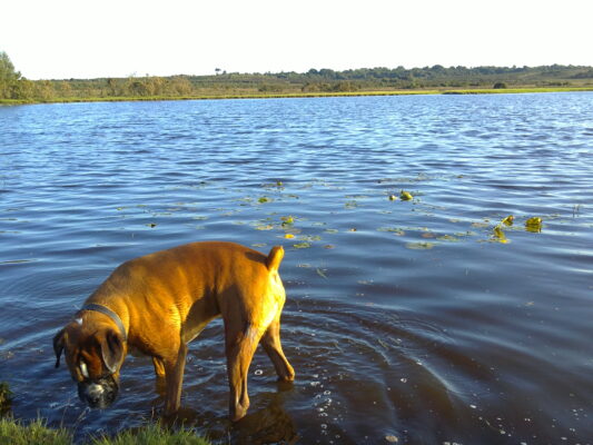 Bradley dog playing in water
