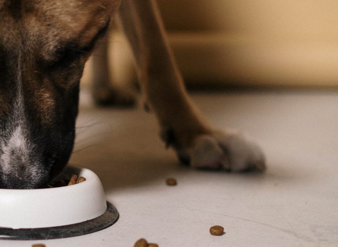 changing your dogs food