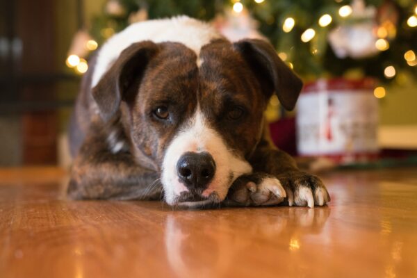 Christmas dog blog
