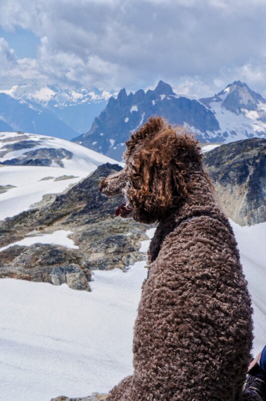 mountain dog