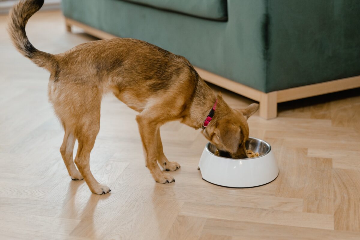 Dog eating grain-free dog food