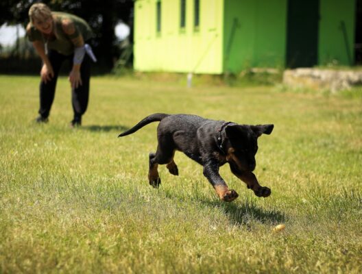 healthy dog playing