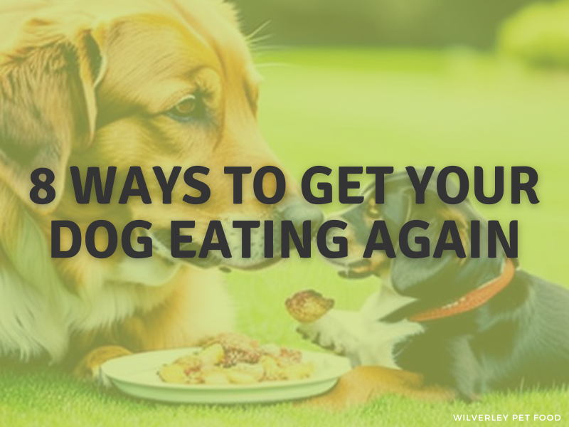 Why should you feed your dog grain free dog food?