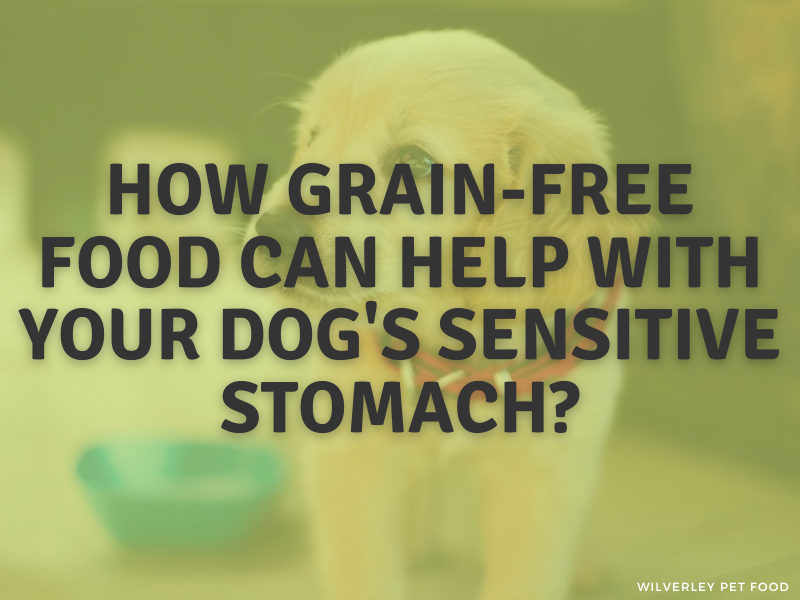 How grain-free food can help with your dog's sensitive stomach