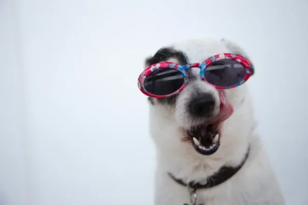 happy dog with sunglasses on sticking tongue out