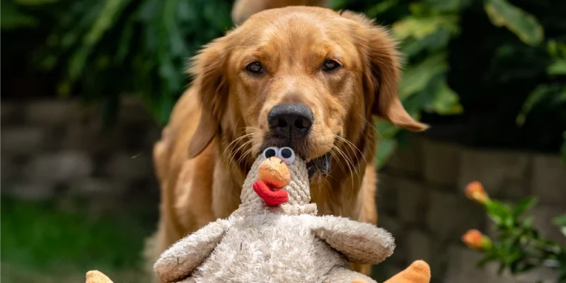 Dog holding toy chicken in mouth