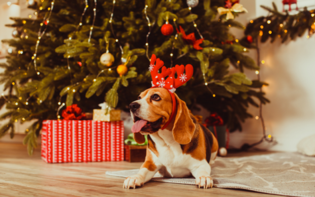 Dog sitting in front of christmas tree